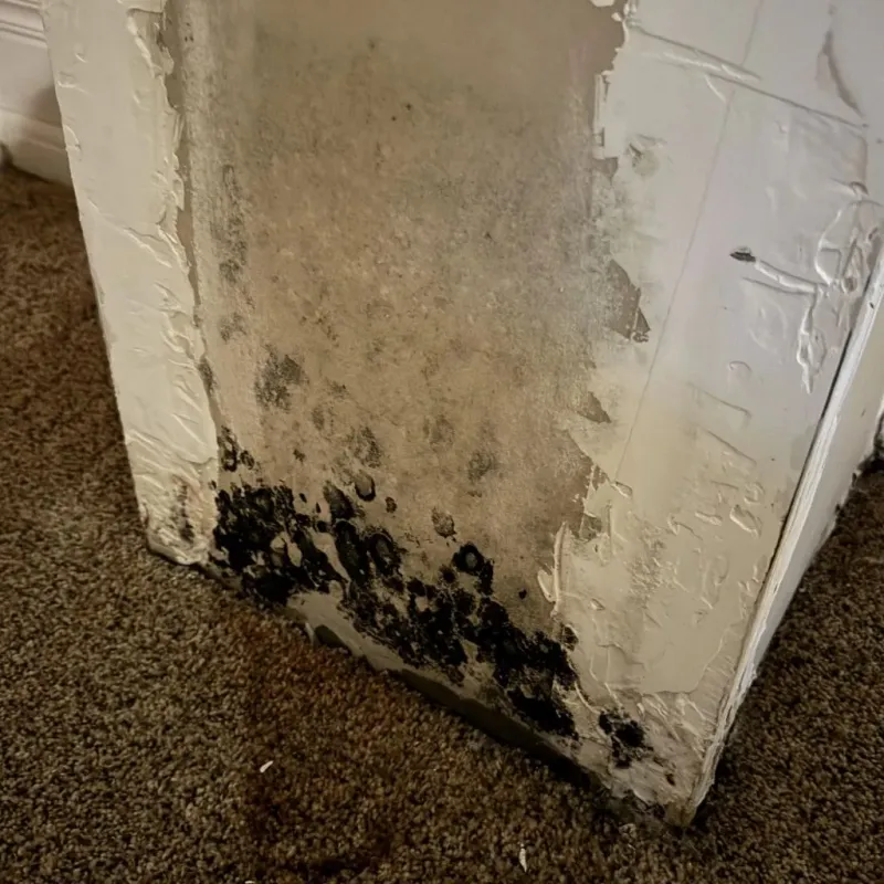 Professional Mold Removal in Waverly, IA